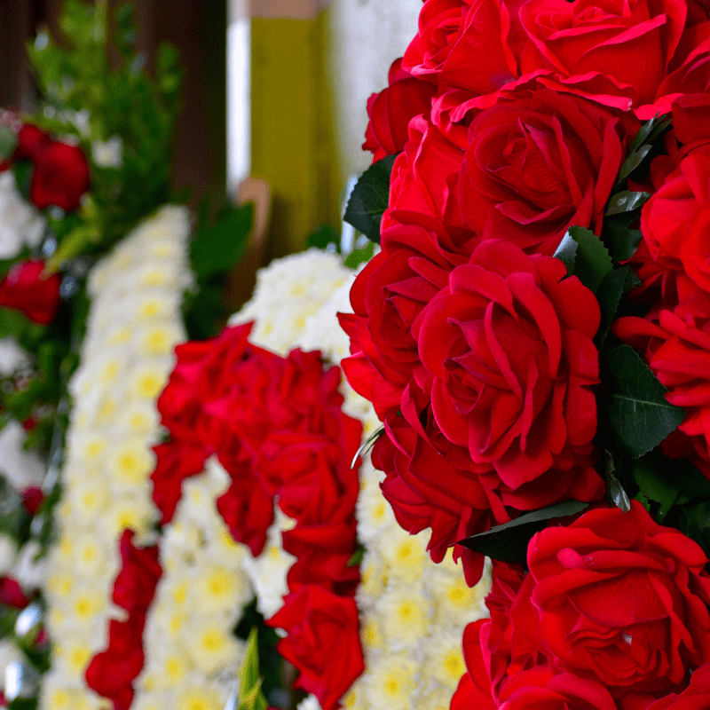 rosas rojas