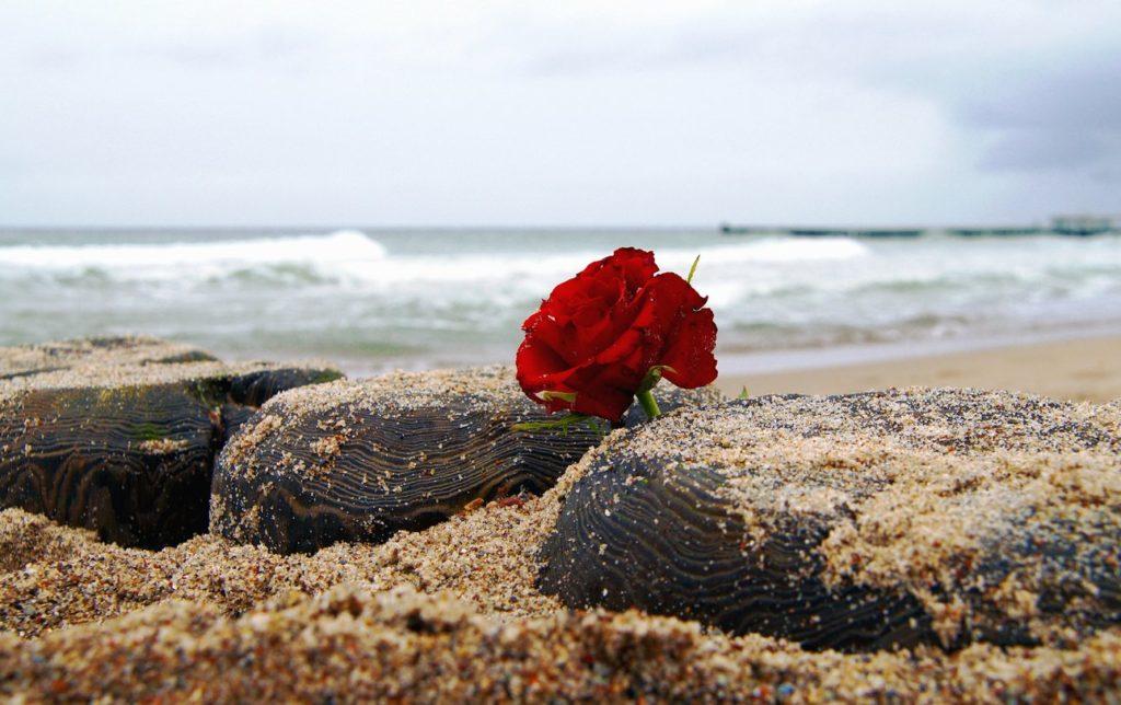 flor roja en la arena de playa