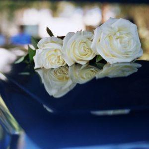 rosas blancas sobre ataud